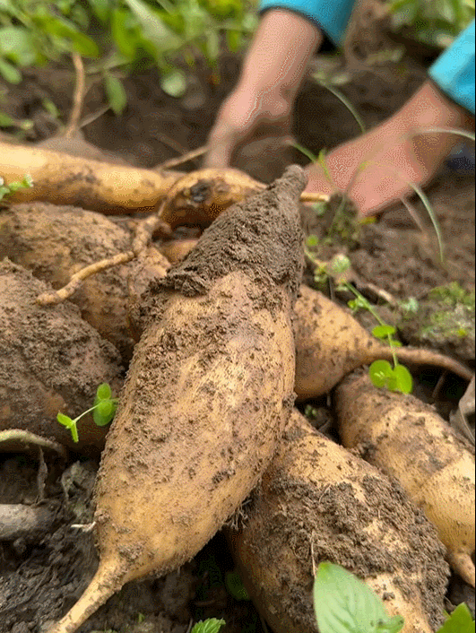 Sâm đất - Món quà từ lòng đất ăn giòn ngon lại mát, để càng lâu càng ngọt  - Ảnh 4.