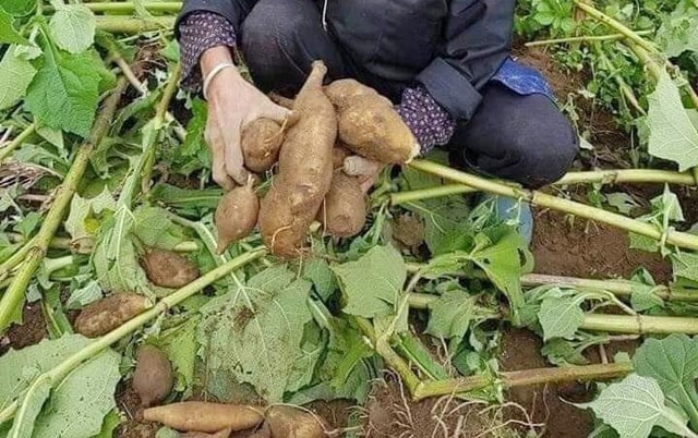 Sâm đất - Món quà từ lòng đất ăn giòn ngon lại mát, để càng lâu càng ngọt  - Ảnh 2.