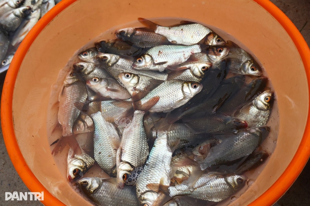 Bất chấp mưa bão, người dân vẫn đổ xô ra đồng kiếm “lộc trời” - 3