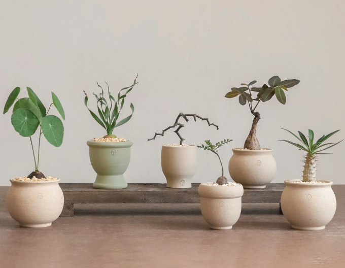 Bộ sưu tập cây cảnh mini với nhiều loài độc đáo, từ cây khoai nước lá tròn mọc từ củ, cây xương rồng Madagascar, cây kim tiền Madagascar... Tất cả được trồng trong chậu gốm tối giản, phủ lớp sỏi trắng, mang lại vẻ tinh tế và hiện đại cho không gian sống. Ảnh: Soil Boy