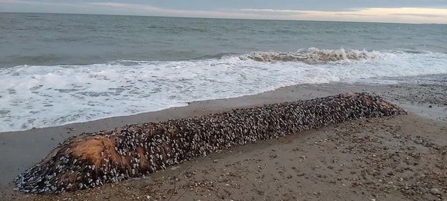 Người dân choáng váng khi phát hiện "kho báu hải sản" trôi dạt vào bờ- Ảnh 1.