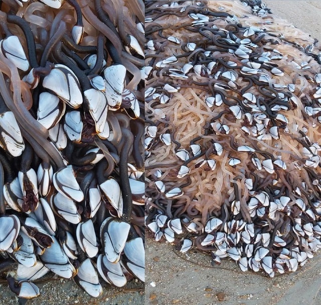 Người dân choáng váng khi phát hiện "kho báu hải sản" trôi dạt vào bờ- Ảnh 2.