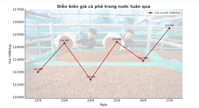 Giá cà phê hôm nay 28 - 9: Biến động mạnh và cách kiểm soát giá hiệu quả - Ảnh 2.