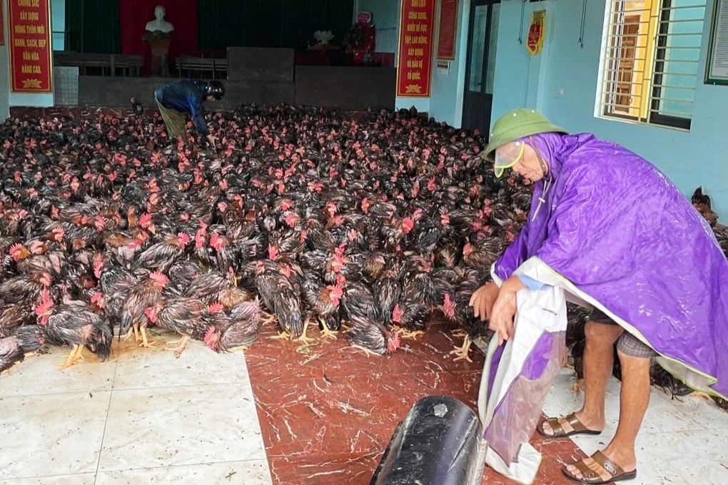 Chủ trang trại bất lực nhìn dòng lũ nhấn chìm đàn gà trị giá 2 tỷ đồng - 2