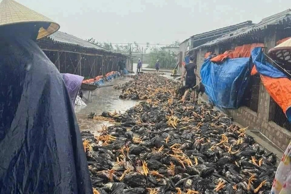 Chủ trang trại bất lực nhìn dòng lũ nhấn chìm đàn gà trị giá 2 tỷ đồng - 1