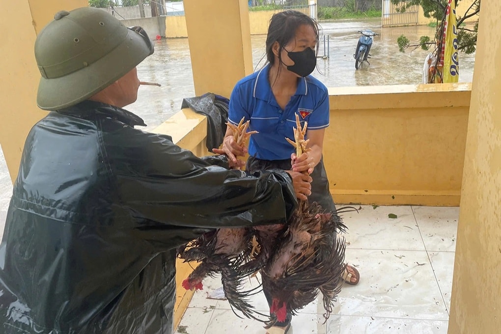 Chủ trang trại bất lực nhìn dòng lũ nhấn chìm đàn gà trị giá 2 tỷ đồng - 3