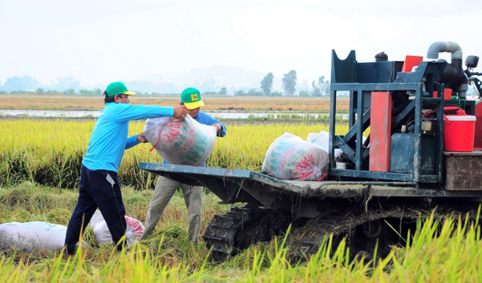 Vận chuyển lúa sau thu hoạch từ đồng về kho để phơi, sấy. Ảnh: An Bình