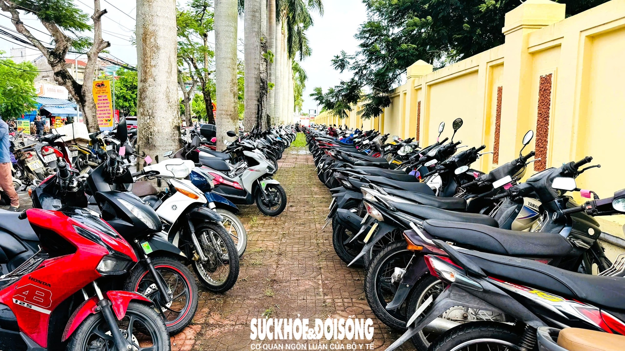 Giải mã sức hút Lễ hội chọi trâu Đồ Sơn - di sản văn hóa biển độc đáo- Ảnh 4.