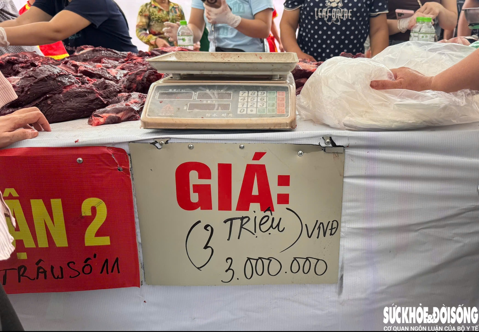 Giải mã sức hút Lễ hội chọi trâu Đồ Sơn - di sản văn hóa biển độc đáo- Ảnh 19.