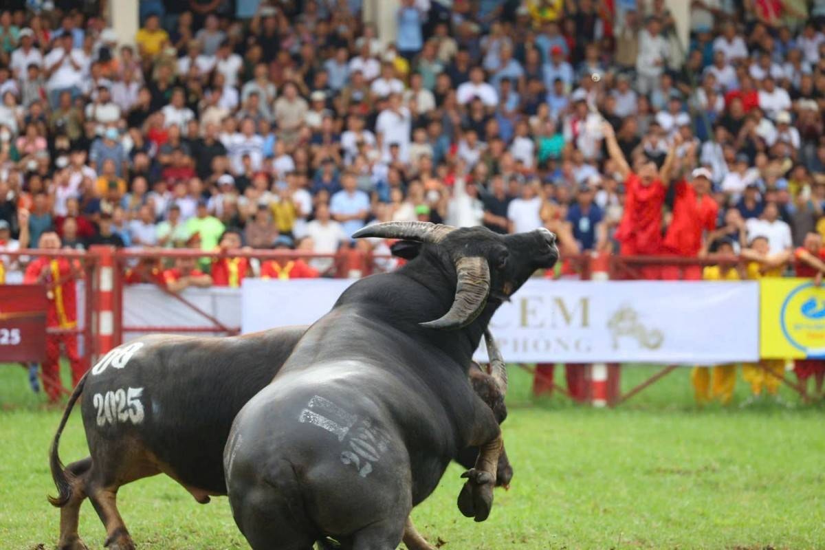 Giải mã sức hút Lễ hội chọi trâu Đồ Sơn - di sản văn hóa biển độc đáo- Ảnh 17.