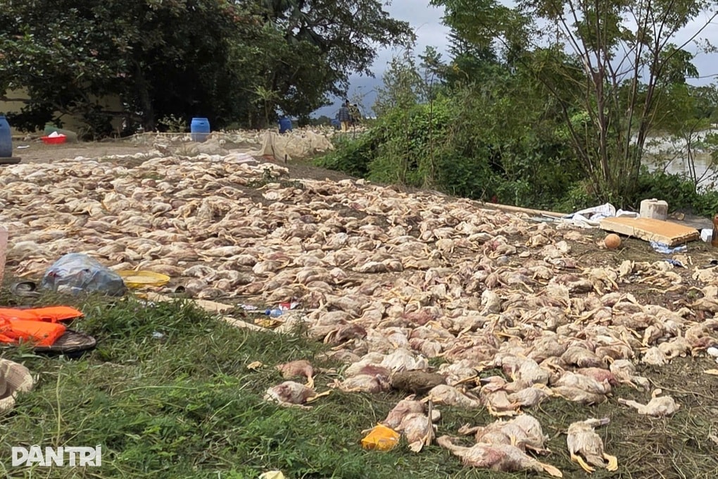 Hàng vạn xác vịt nằm la liệt, nông dân đau xót không tả nổi - 2