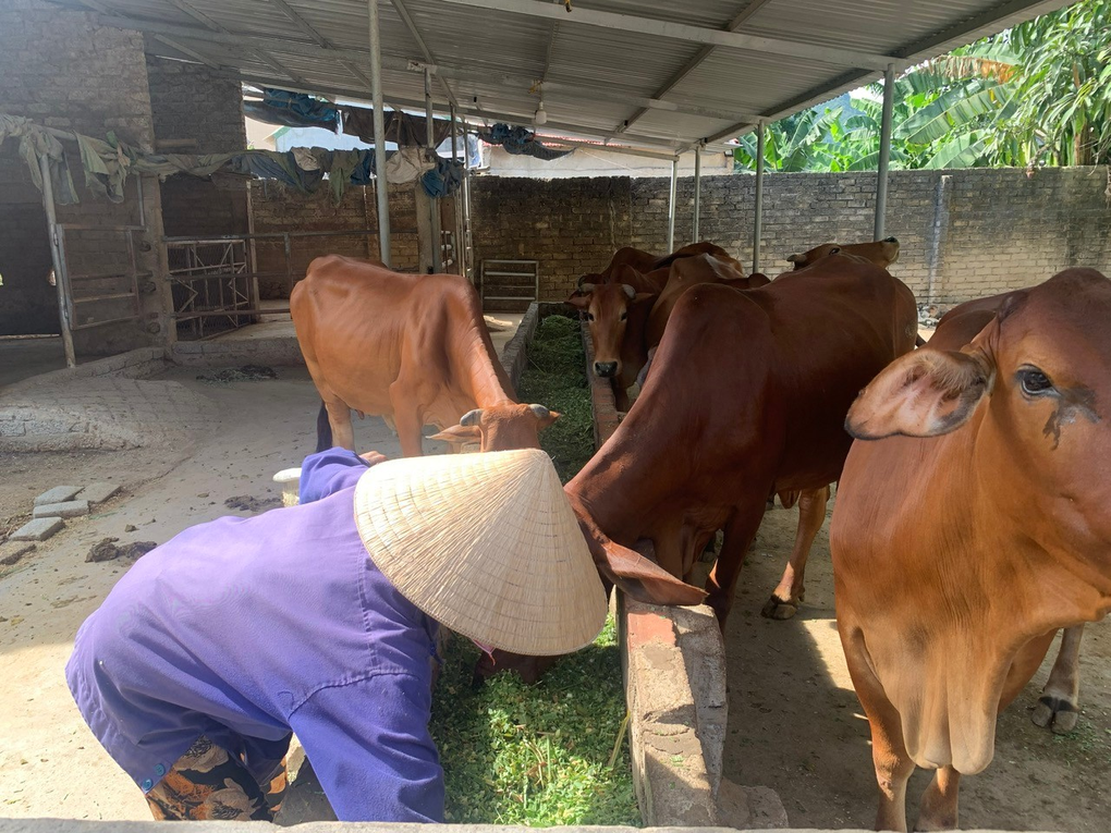 Hà Tĩnh đa dạng hóa sinh kế, giúp người dân thoát nghèo - 1 Hà Tĩnh đa dạng hóa sinh kế, giúp người dân thoát nghèo - 1