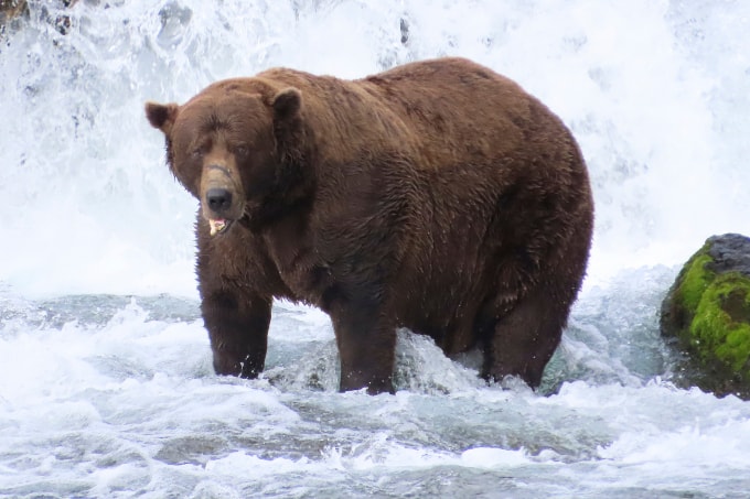 Gấu đực 32 Chunk, quán quân gấu béo ở vườn quốc gia Katmai, bang Alaska, Mỹ. Ảnh: AP