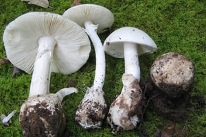 Nấm độc len lỏi từ môi trường lao động vào cơ thể người- Ảnh 3.