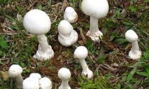 Nấm độc len lỏi từ môi trường lao động vào cơ thể người- Ảnh 2.