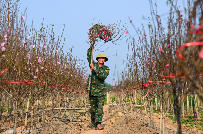 Làng đào Nhật Tân vào vụ Tết Ất Tỵ. Ảnh: Giang Huy