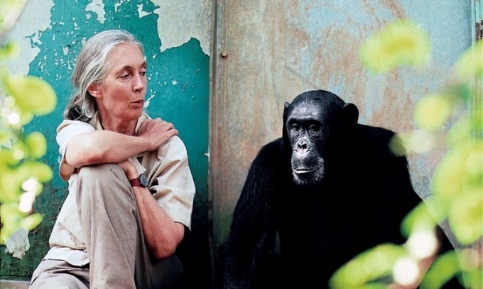 Jane Goodall đã dành cả cuộc đời để nghiên cứu loài tinh tinh. Ảnh: Swiss Life