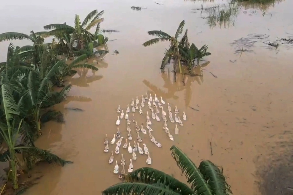 Lão nông thuê máy bay không người lái tìm đàn vịt lạc sau bão Bualoi - 2