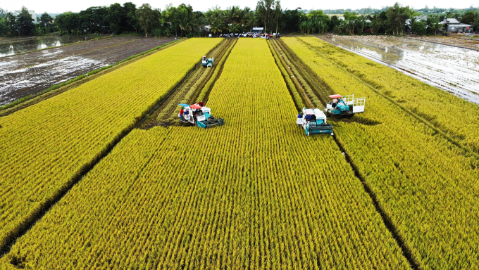 Khâu thu hoạch trong mô hình thí điểm trồng lúa giảm phát thải tại Cần Thơ, ngày 8/7/2024. Ảnh: An Bình
