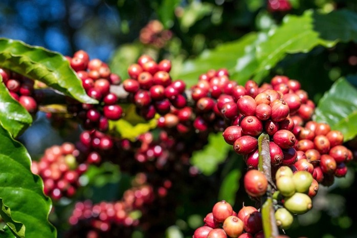 Giá cà phê hôm nay 3-10: Giảm, bức tranh thu hoạch Robusta toàn cầu ra sao?- Ảnh 2. Giá cà phê hôm nay 3-10: Giảm, bức tranh thu hoạch Robusta toàn cầu ra sao?- Ảnh 2.