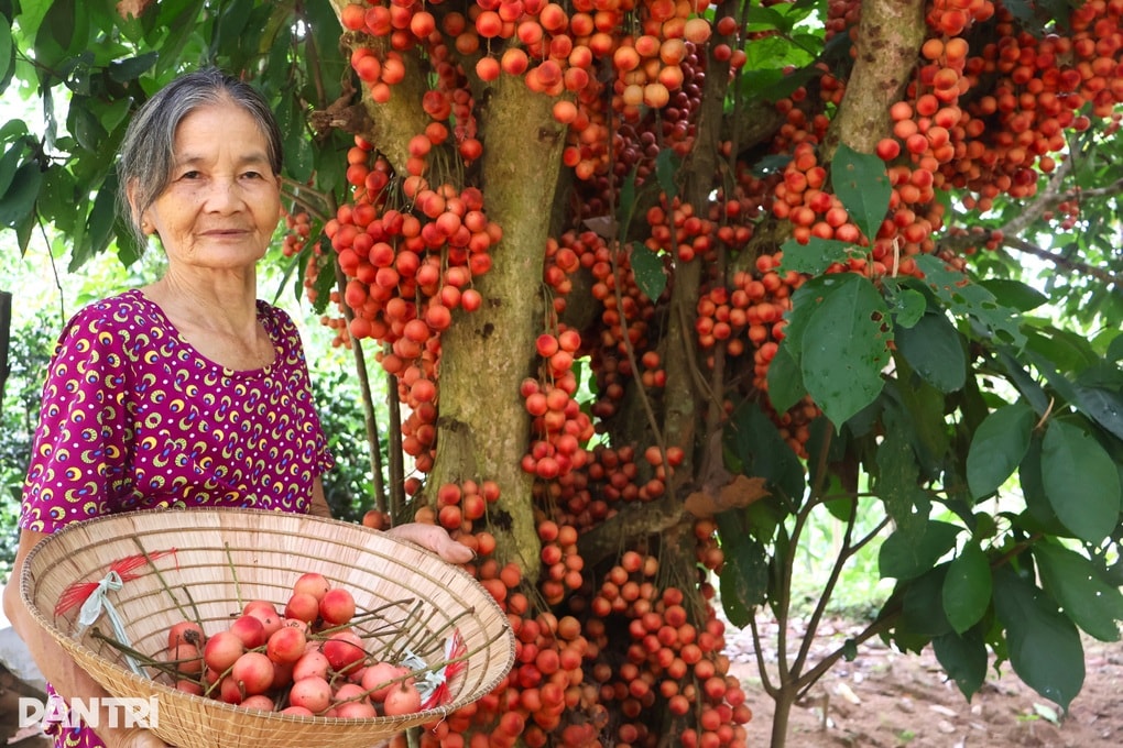 Nông dân thu lợi kép từ loại cây đặc sản quả đỏ từ gốc đến ngọn  - 2 Nông dân thu lợi kép từ loại cây đặc sản quả đỏ từ gốc đến ngọn  - 2