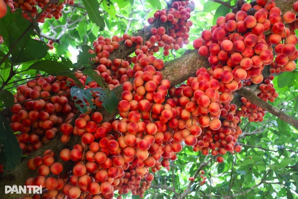 Nông dân thu lợi kép từ loại cây đặc sản quả đỏ từ gốc đến ngọn  - 1 Nông dân thu lợi kép từ loại cây đặc sản quả đỏ từ gốc đến ngọn  - 1