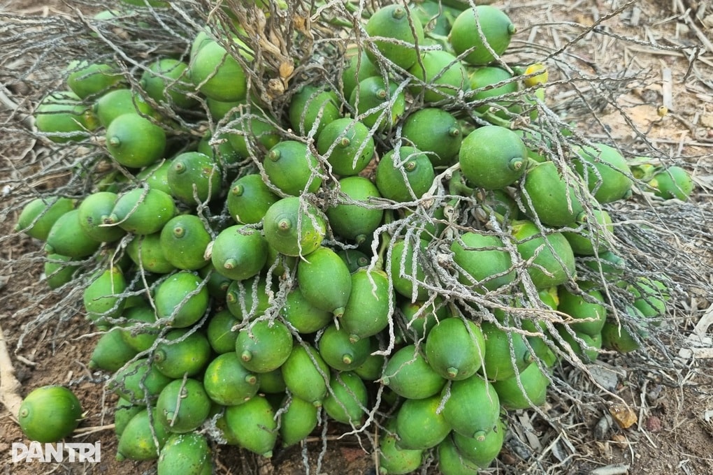 Giá cau đảo chiều, nông dân bất ngờ vì thương lái loại bỏ cau quả tròn - 2