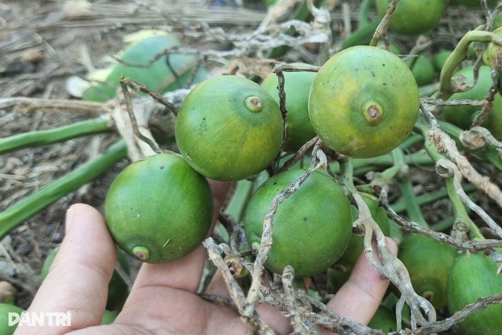 Giá cau đảo chiều, nông dân bất ngờ vì thương lái loại bỏ cau quả tròn - 1