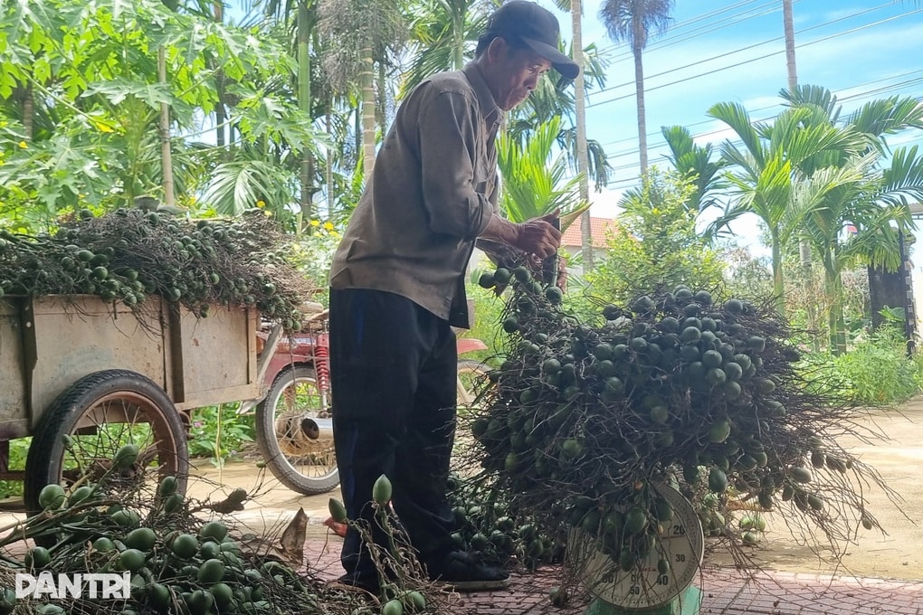 Giá cau đảo chiều, nông dân bất ngờ vì thương lái loại bỏ cau quả tròn - 3
