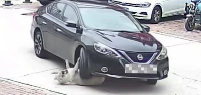 Bị ô tô cán trúng, chú chó nặng 64kg vẫn sống sót khiến bác sĩ sốc nặng - Ảnh 1.