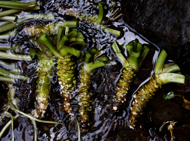 Loại củ đắt đỏ bậc nhất thế giới giá 6 triệu đồng/kg, Việt Nam cũng có người trồng thành công - Ảnh 4.