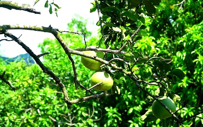 VIDEO: Trải nghiệm thú vị “massage vịt” ở miền Tây - Ảnh 7.