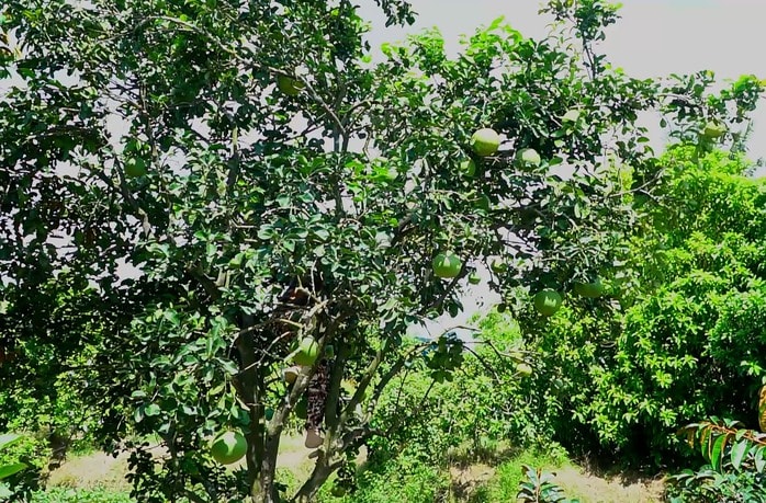 VIDEO: Trải nghiệm thú vị “massage vịt” ở miền Tây - Ảnh 8.