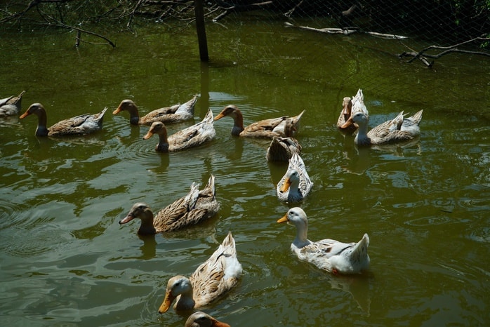 VIDEO: Trải nghiệm thú vị “massage vịt” ở miền Tây - Ảnh 2.