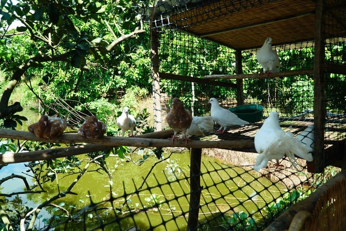 VIDEO: Trải nghiệm thú vị “massage vịt” ở miền Tây - Ảnh 5.