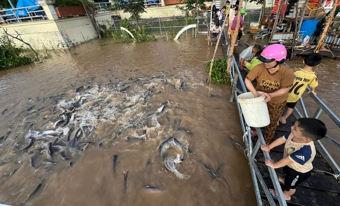 Mô hình bảo tồn cá tại phường Hồng Ngự, tỉnh Đồng Tháp. Ảnh: Ngọc Tài