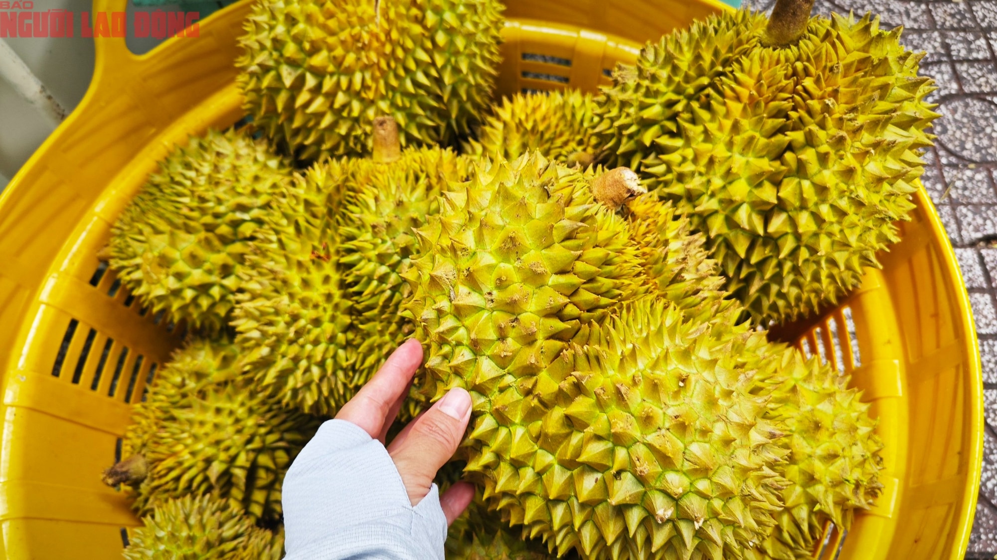 Giá sầu riêng hôm nay 8 - 10: Tăng mạnh , nhà vườn thu lợi lớn từ 100 . 000 Đồng / kg - Ảnh 2. Giá sầu riêng hôm nay 8 - 10: Tăng mạnh , nhà vườn thu lợi lớn từ 100 . 000 Đồng / kg - Ảnh 2.