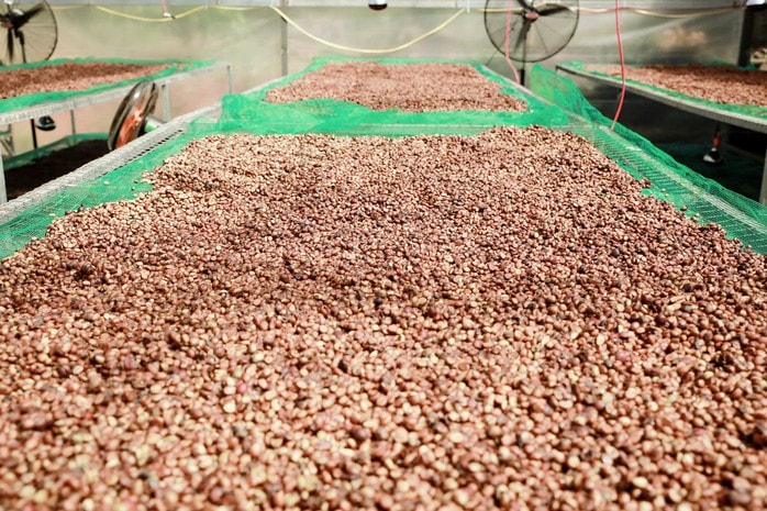 Giá cà phê hôm nay 8 - 10 giảm mạnh , doanh nghiệp Việt lép vế cuối vụ - Ảnh 2. Giá cà phê hôm nay 8 - 10 giảm mạnh , doanh nghiệp Việt lép vế cuối vụ - Ảnh 2.