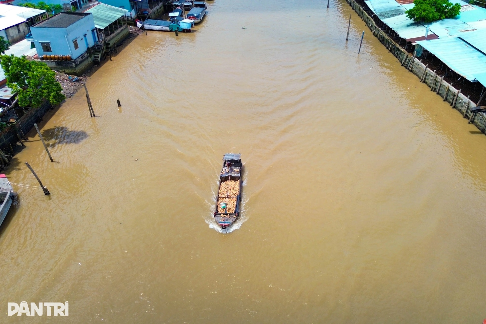 Người phụ nữ lột dừa tươi nhanh như máy, kiếm nửa triệu đồng mỗi ngày - 12 Người phụ nữ lột dừa tươi nhanh như máy, kiếm nửa triệu đồng mỗi ngày - 12
