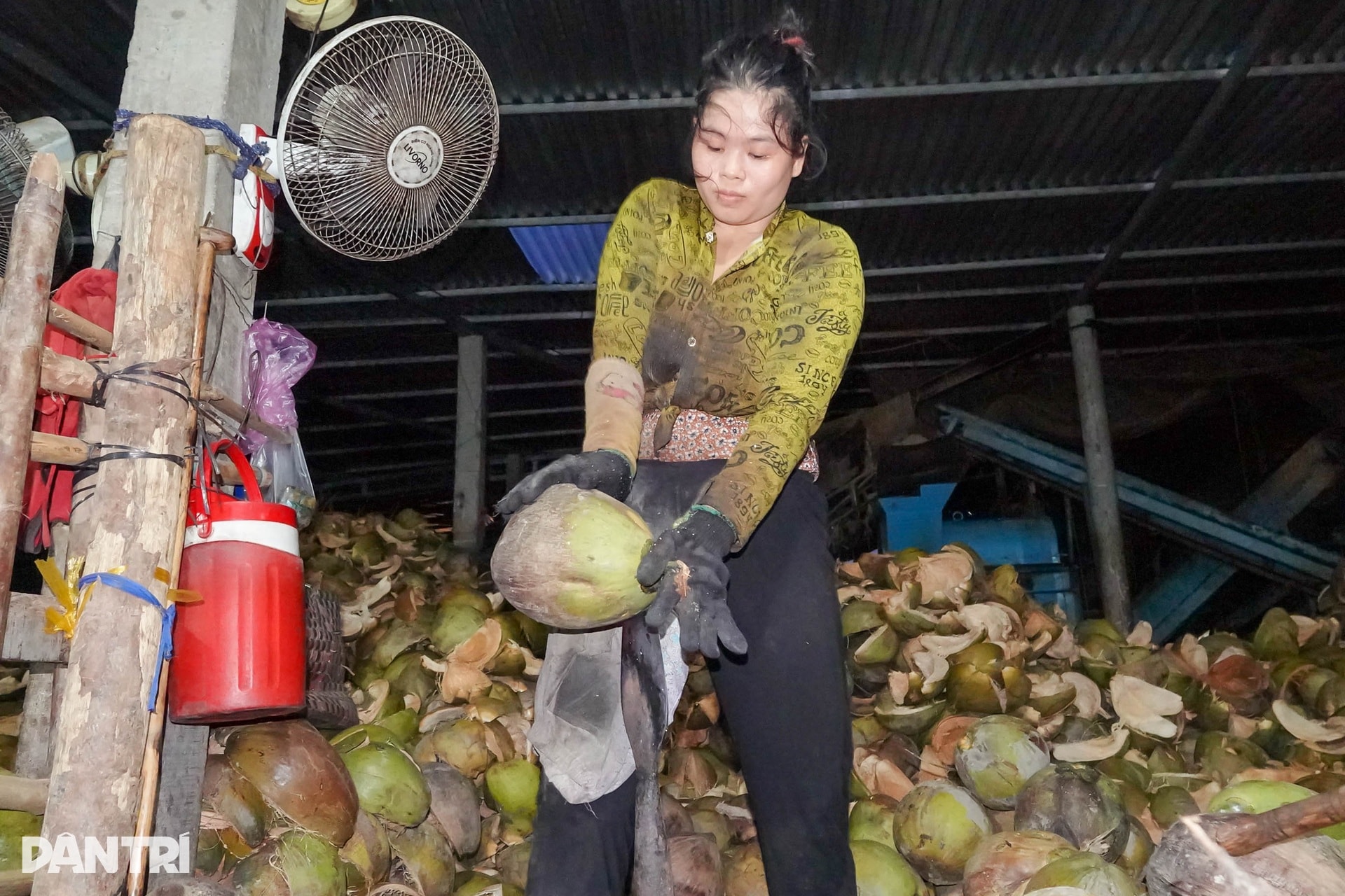 Người phụ nữ lột dừa tươi nhanh như máy, kiếm nửa triệu đồng mỗi ngày - 1 Người phụ nữ lột dừa tươi nhanh như máy, kiếm nửa triệu đồng mỗi ngày - 1