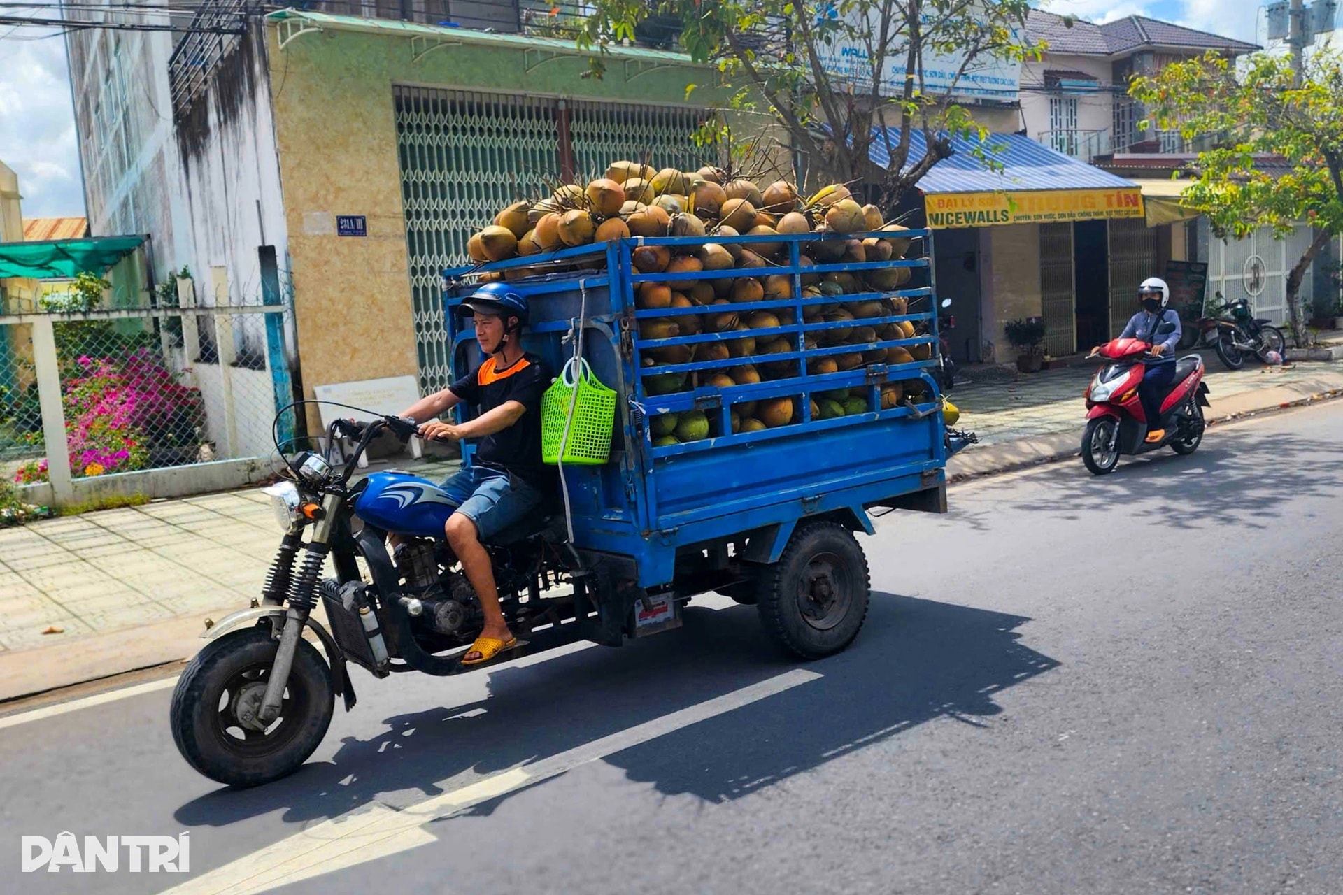 Người phụ nữ lột dừa tươi nhanh như máy, kiếm nửa triệu đồng mỗi ngày - 11 Người phụ nữ lột dừa tươi nhanh như máy, kiếm nửa triệu đồng mỗi ngày - 11