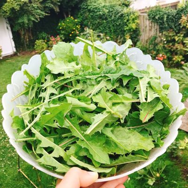 Mỹ đánh giá "rau tốt nhất thế giới" hóa ra là rau quen thuộc mọc như cỏ dại ở nước ta - Ảnh 2.
