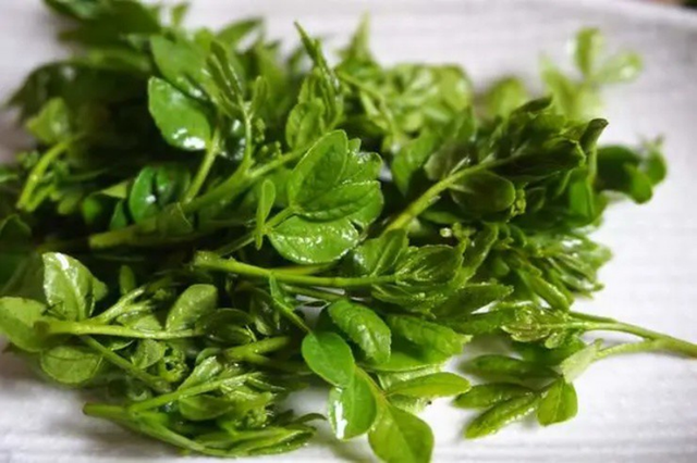 Cây xưa chỉ lấy quả, nay hái lá non đem bán cũng ra tiền - Ảnh 2.