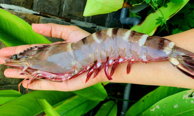 Tôm sú khai thác ở vùng biển Nha Trang. Ảnh: An Cảng
