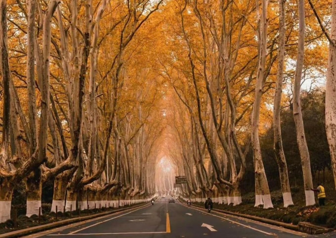 Hàng cây Ngô Đồng dọc đường vào cung điện Mỹ Linh. Ảnh: HelloRF Zcool/Shutterstock.