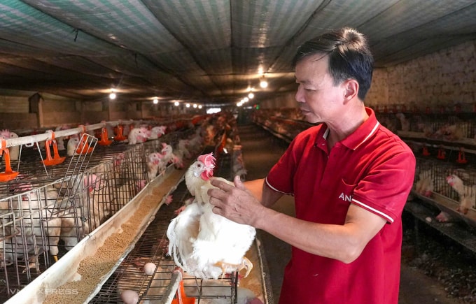 Ông Sơn đang chăm sóc gà trong trang trại. Ảnh: Đức Hùng