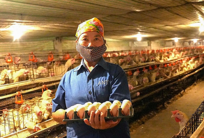 Công nhân thu hoạch trứng gà tại trang trại của ông Sơn. Ảnh: Đức Hùng