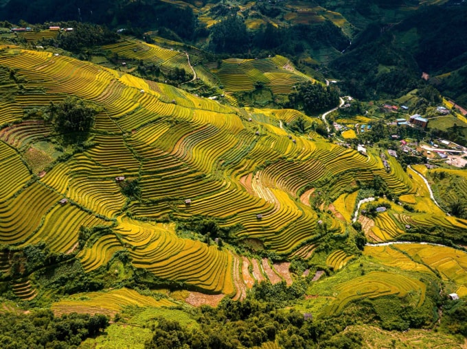 Ruộng bậc thang mùa lúa chín ở Mù Cang Chải là một trong những điểm đến thu hút đông khách quốc tế đến săn mùa vàng hằng năm. Ảnh: Bùi Văn Hải