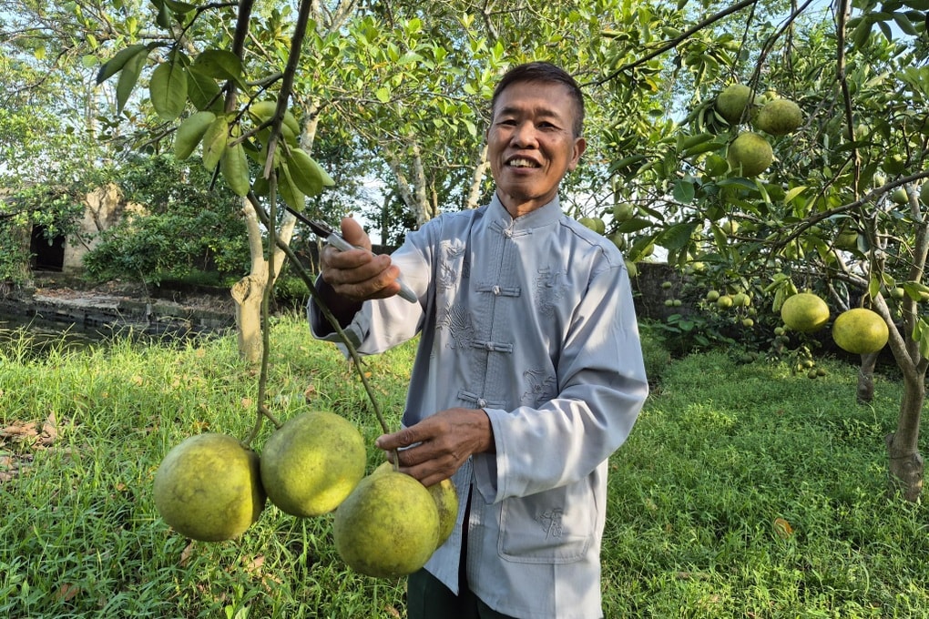 Từng đi buôn 2 ngày lãi 1 chỉ vàng, lão nông quyết bỏ nghề về trồng bưởi - 1 Từng đi buôn 2 ngày lãi 1 chỉ vàng, lão nông quyết bỏ nghề về trồng bưởi - 1