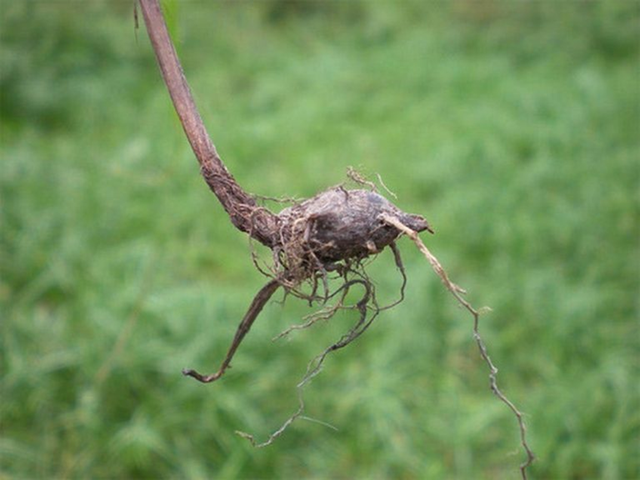 Loại cây "kẻ thù nhà nông" thấy là nhổ không ngờ 350.000 đồng/kg - Ảnh 4.